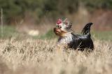 YORKSHIRE TERRIER 248